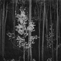 ANSEL ADAMS: CLASSIC IMAGES Exhibition Opens Today