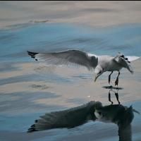THE SEAGULL, ANNE HUTCHINSON and More Set for Fall/Winter 2013 Season at Suffolk's…