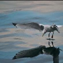 THE SEAGULL, ANNE HUTCHINSON and More Set for Fall/Winter 2013 Season at Suffolk's Mo