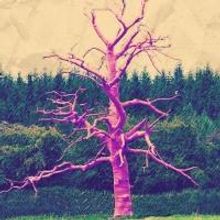 Ringwald to Present INTO THE WOODS, 5/2-6/2