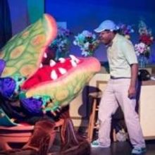 BWW Reviews: LITTLE SHOP OF HORRORS in Bridgeport