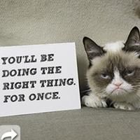 Top Internet Celebrity Cats Join Together for the First Time to Support Cause of Wet…