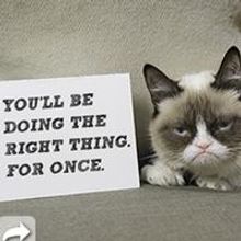 Top Internet Celebrity Cats Join Together for the First Time to Support Cause of Wet…