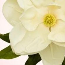 Laguna Playhouse Opens STEEL MAGNOLIAS, 5/4