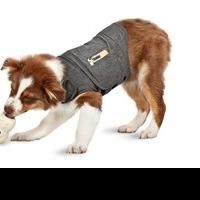 Prepare Anxiety-Ridden Pets for the Busiest Travel Time with ThunderWorks