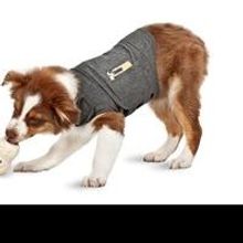 Prepare Anxiety-Ridden Pets for the Busiest Travel Time with ThunderWorks