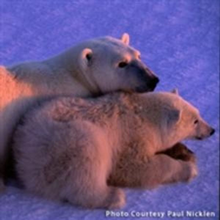 Photographer Paul Nicklen Kicks Off Omaha Performing Arts' National Geographic Speaker Series Tonight Image