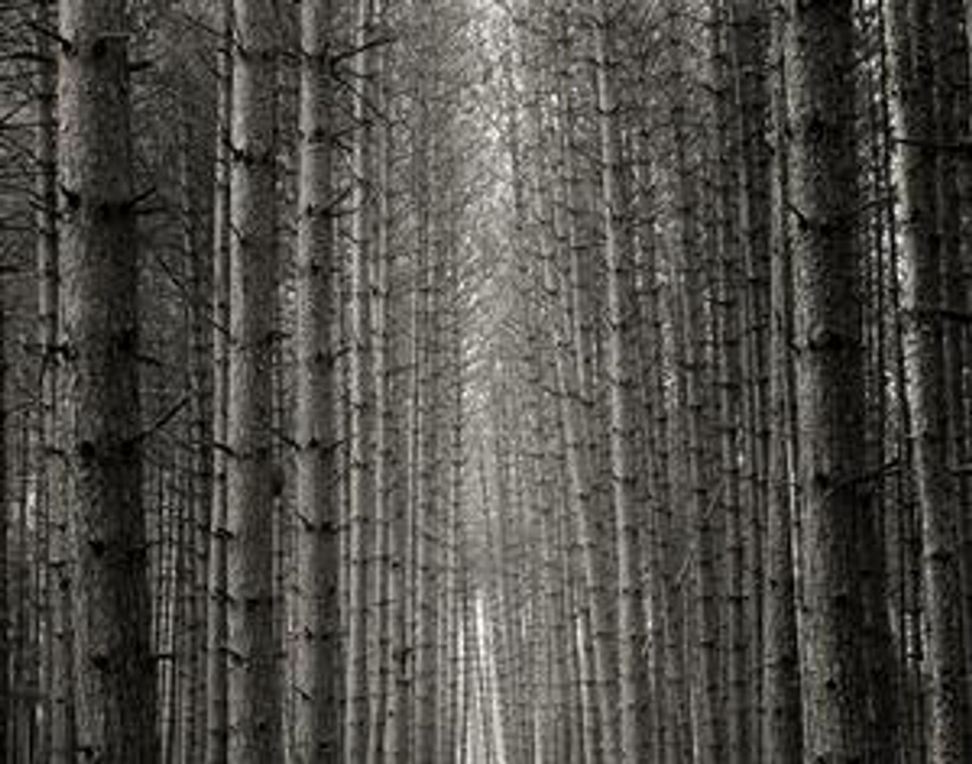 Photographs by Brett Simison in the Jackson Gallery Through 5/9 Image