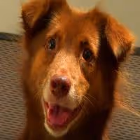 STAGE TUBE: SYLVIA Announces Broadway Tickets Now on Sale in New Video!