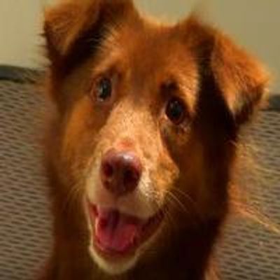 STAGE TUBE: SYLVIA Announces Broadway Tickets Now on Sale in New Video!