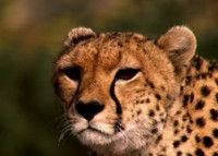 VIDEO: Sneak Peek - BBC America to Premiere THE HUNT, 7/3