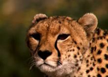VIDEO: Sneak Peek - BBC America Premieres THE HUNT Tonight