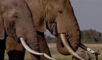 VIDEO: Netflix Unveils Trailer, Key Art for New Documentary THE IVORY GAME