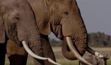 VIDEO: Netflix Unveils Trailer, Key Art for New Documentary THE IVORY GAME