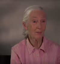 VIDEO: Netflix Shares THE IVORY GAME Featurette with Dr. Jane Goodall Video