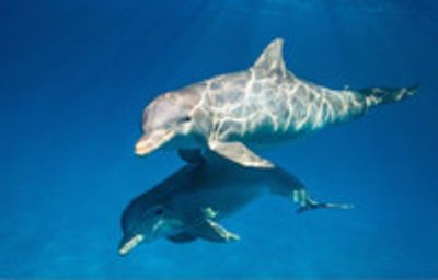 VIDEO: DisneyNature Shares First Look at DOLPHINS, In Theaters 2018