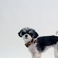 Photo Flash: Tinkerbelle the Dog in GYPSY at Harbor Theatre Lights Co.