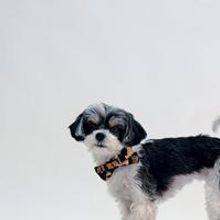 Photo Flash: Tinkerbelle the Dog in GYPSY at Harbor Theatre Lights Co.