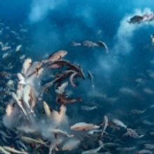 Photo Flash: Sneak Peek - Wildlife Photographer of the Year Exhibit Coming to Houston