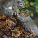 NATURE Five-Part Miniseries 'Spy in the Wild' Premieres on PBS
