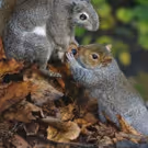 NATURE Five-Part Miniseries 'Spy in the Wild' Premieres on PBS
