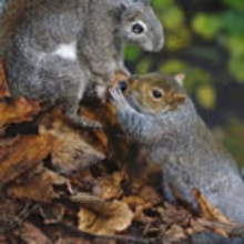 NATURE Five-Part Miniseries 'Spy in the Wild' Premieres on PBS