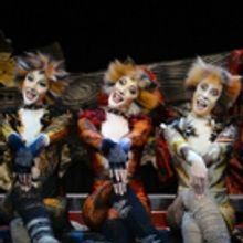 BWW Review: CATS Are Prowling In Adelaide Again