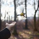 BIRDS OF A FEATHER Exhibition to Open Next Month at Robert Mann Gallery