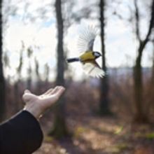 BIRDS OF A FEATHER Exhibition to Open Next Month at Robert Mann Gallery