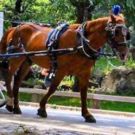 As Decreased New York Carriage Trade Looms, Are The Shuberts Betting Against The…