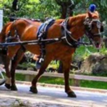 As Decreased New York Carriage Trade Looms, Are The Shuberts Betting Against The Ponies?