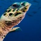 National Museum of Scotland To Premiere 51st Wildlife Photographer Of The Year