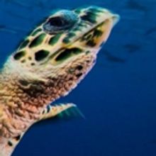 National Museum of Scotland To Premiere 51st Wildlife Photographer Of The Year