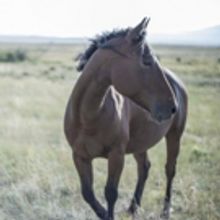 BWW Blog: Micah Young - I Got The Horse Right Here