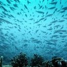 Smithsonian Channel Celebrates Earth Day with New Special AN OCEAN MYSTERY: THE…