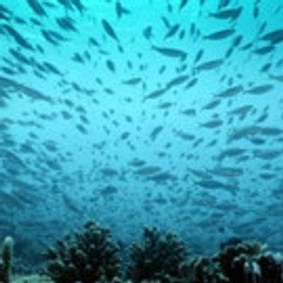 Smithsonian Channel Celebrates Earth Day with New Special AN OCEAN MYSTERY: THE MISSING CATCH