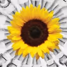 CALENDAR GIRLS Set to Usher in Penobscot Theatre Company's 43rd Season