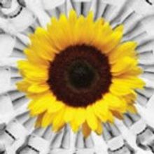 CALENDAR GIRLS Set to Usher in Penobscot Theatre Company's 43rd Season