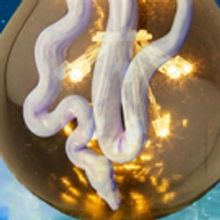 Provincetown Theater to Present DOCTOR FAUSTUS LIGHTS THE LIGHTS, 4/27-5/14