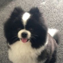 Ted The Dog Is The Latest Opera Star In Ellen Kent's LA BOHEME In Manchester