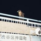 Producer Cashmere Cat's Debut Album 9 Out Now
