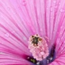 Tickets On Sale for Gardens for Connoisseurs Tour!