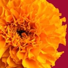 Berkeley Repertory Theatre's 2017 OVATION Gala Raises $775,000