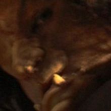 Michael McEntee To Play The Beast In Disney's BEAUTY AND THE BEAST