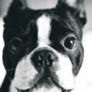 SYLVIA Invites Fans To Celebrate National Dog Day At Loews Regency