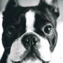SYLVIA Invites Fans To Celebrate National Dog Day At Loews Regency