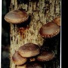 Fungi Fun Holiday Gifts Will Fascinate Mushroom Lovers, Vegetarians & Gardeners