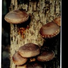 Fungi Fun Holiday Gifts Will Fascinate Mushroom Lovers, Vegetarians & Gardeners