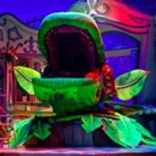 BWW Review: LITTLE SHOP OF HORRORS, Theatre Royal, Glasgow, 15 November 2016