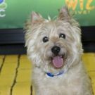 BWW Interview: Broadway Animal Trainer Bill Berloni Is Getting Toto in Top Shape for…